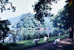 Juli 1963: Schwne im Greizer Park; im Hintergrund die Schwaneninsel