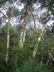 25.03.2006: Blue Mountains (bei Sydney) - Eukalyptusbume