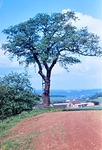 17.05.1969: Zigeunereiche bei Schnfeld