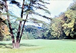 Anfang Oktober 1963: Parkwiesen mit Hemlocktanne
