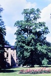 Juli 1963: Sommerpalais mit Tulpenbaum