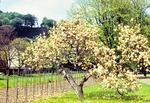 22.05.1970: Blühende Magnolie am Parkeingang