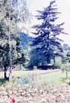 22.06.1966: Greizer Park, Rosengarten