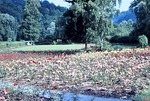 07.07.1968: Greizer Park, Rosengarten