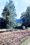 07.07.1968: Greizer Park, Rosengarten