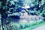 14.08.1966: Schwäne an der Schwaneninsel im Greizer Park