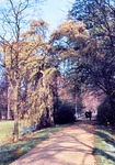 30.10.1966: Herbst im Greizer Park - Mittelweg