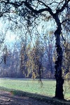 30.10.1966: Herbst im Greizer Park - Birke am Mittelweg