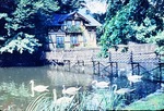 14.08.1966: Greizer Park - Schwäne an der Schwaneninsel