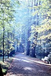 Anfang Oktober 1963: Herbst in der Lindenallee im Greizer Park