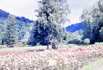 22.06.1966: Greizer Park, Rosengarten