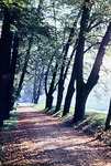 September 1963: Herbstmorgen an der Lindenallee im Greizer Park