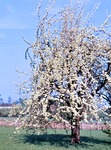 28.04.1968: Blhender Birnbaum in Waldhaus