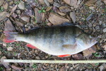 15.10.2022: Barsch - 39 cm, 1035 g;  Talsperre Drda