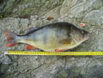 28.07.2007: Barsch - 40 cm, 1090 g; Zwickauer Mulde