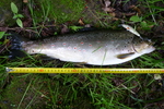 01.06.2012: Bachforelle - 48 cm, 1300 g; Werra