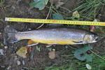 11.09.2013: Bachsaibling - 39 cm, 500 g; Weie Elster