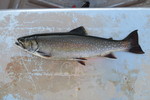 04.06.2015: Bachsaibling - 44 cm, 810 g; Moosehead Lake (Maine, US)