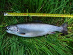 24.05.2009: Bachsaibling - 34 cm, 490 g; Zwickauer Mulde