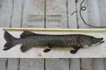 22.06.2020: Hecht - 90 cm, 4200 g; Mellanfrgen (SE)