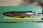 20.06.2012: Hecht - 75 cm, 2460 g; Sdra Frgen (SE)