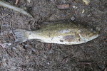 01.06.2015: Schwarzbarsch - 46 cm, 985 g; Indian Pond (Maine, US)
