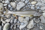 21.07.2017: Stierforelle - 49 cm, 1000 g; Snaring River (Alberta, CA)