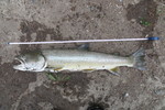 22.07.2017: Stierforelle - 71 cm, 3000 g; Maligne River (Alberta, CA)