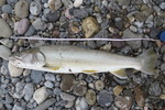22.07.2017: Stierforelle - 69 cm, 2800 g; Athabasca River (Alberta, CA)