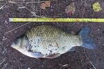 19.08.2018: Karausche 37 cm, 985 g; Vorsperre Koberbach