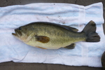 31.07.2010: Forellenbarsch - 49 cm; Pelican Lake (Minnesota, US)