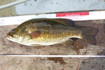 05.08.2010: Schwarzbarsch - 42 cm, 1050 g; Pelican Lake (Minnesota, US)