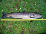 14.04.2006: Bachforelle - 58 cm, 1600 g; Whakatane River (NZ)