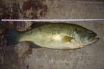 14.08.2012: Forellenbarsch - 52 cm, 2030 g; Ebrostausee Riba Roja (ES)