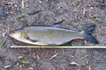18.08.2022: Rapfen - 66 cm, 2610 g; Zellwollehafen Wittenberge