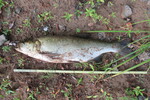 18.08.2022: Rapfen - 65 cm, 2345 g; Zellwollehafen Wittenberge