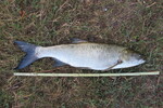 21.08.2022: Rapfen - 63 cm, 2000 g; Zellwollehafen Wittenberge