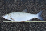 08.10.2022: Rapfen - 60 cm, 2200 g; Julianakanal (NL)