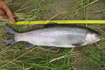 29.06.2013: Regenbogenforelle - 46 cm, 1130 g; Zwickauer Mulde