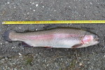 25.09.2013: Regenbogenforelle - 55 cm, 1680 g; Weie Elster