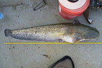 28.07.2013: Wels - 114 cm, 10700 g; Lago Superiore (IT)