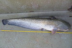 02.08.2013: Wels - 114 cm, 8780 g; Lago Superiore (IT)