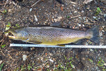 26.04.2025: Bachforelle - 49 cm, 1410 g; Weie Elster
