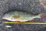 26.08.2019: Barsch - 44 cm, 1190 g; Julianakanal (NL)