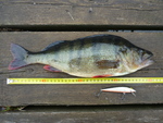 10.06.2010: Barsch - 41 cm, 1000 g; vrasj (SE)