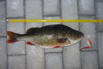 06.05.2011: Barsch - 42 cm, 1010 g; Saale