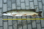 17.05.2011: Hecht - 87 cm, 4700 g; Saale