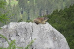17.06.2026: Arosa - Murmeltier liegt auf einem Stein