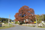 15.10.2017: Vogtland - herbstlich gefärbter Baum in Neumühle