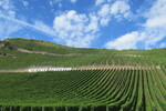 20.08.2020: Mosel - Weinberg bei Wehlen